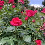 Thumbnail of post image 096