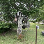 Thumbnail of post image 185